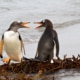 Zwei Pinguine. Symbolbild: Getty Images / Frizi / iStock / Getty Images Plus