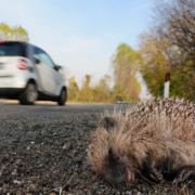 Ein toter Igel am Straßenrand. Symbolbild: Getty Images / Matteo 86